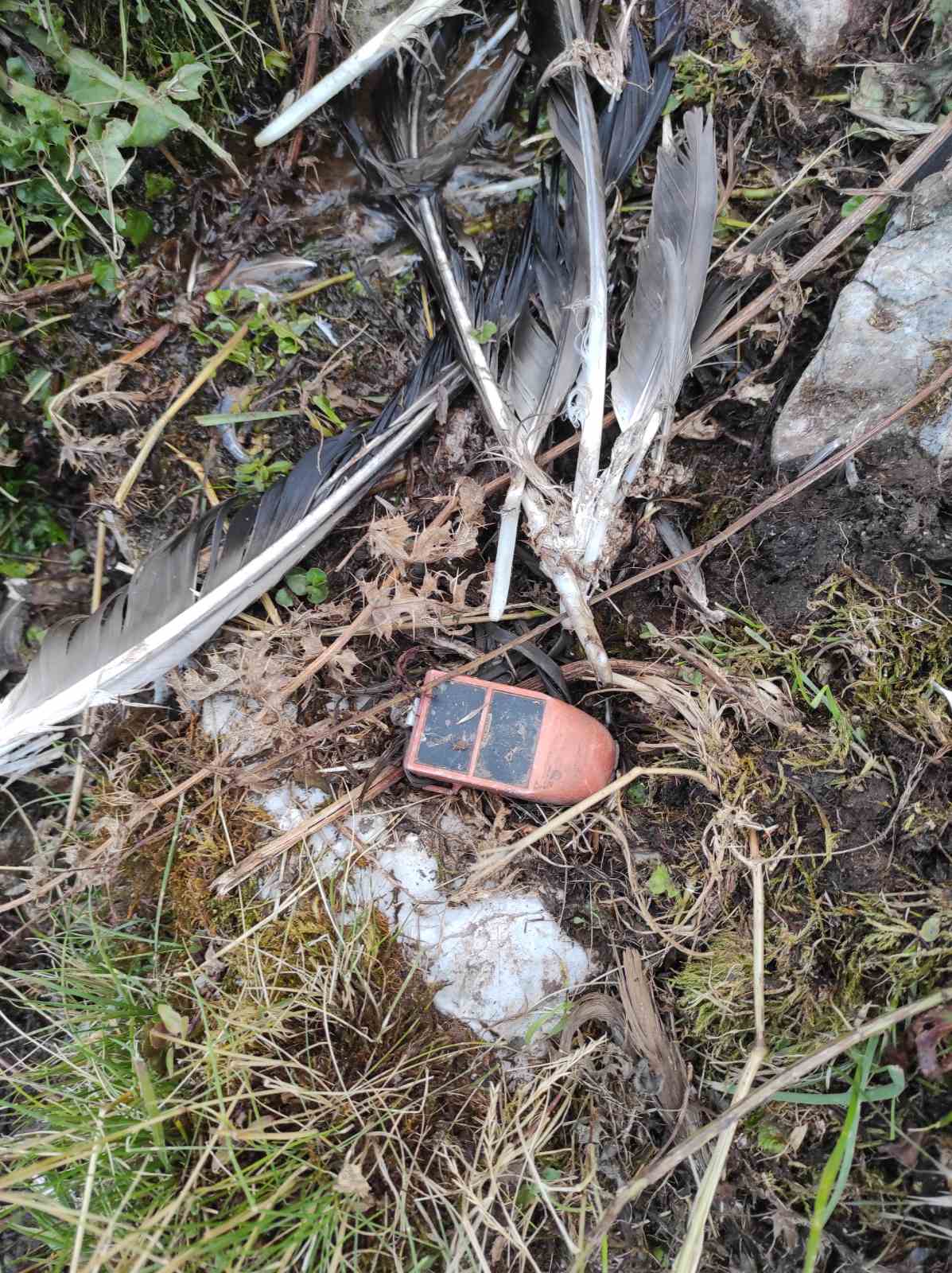 Ανίχνευση και περισυλλογή όρνιου από το Δασαρχείο και την Ορειβατική Λέσχη Καλαμπάκας — φωτογραφία 3