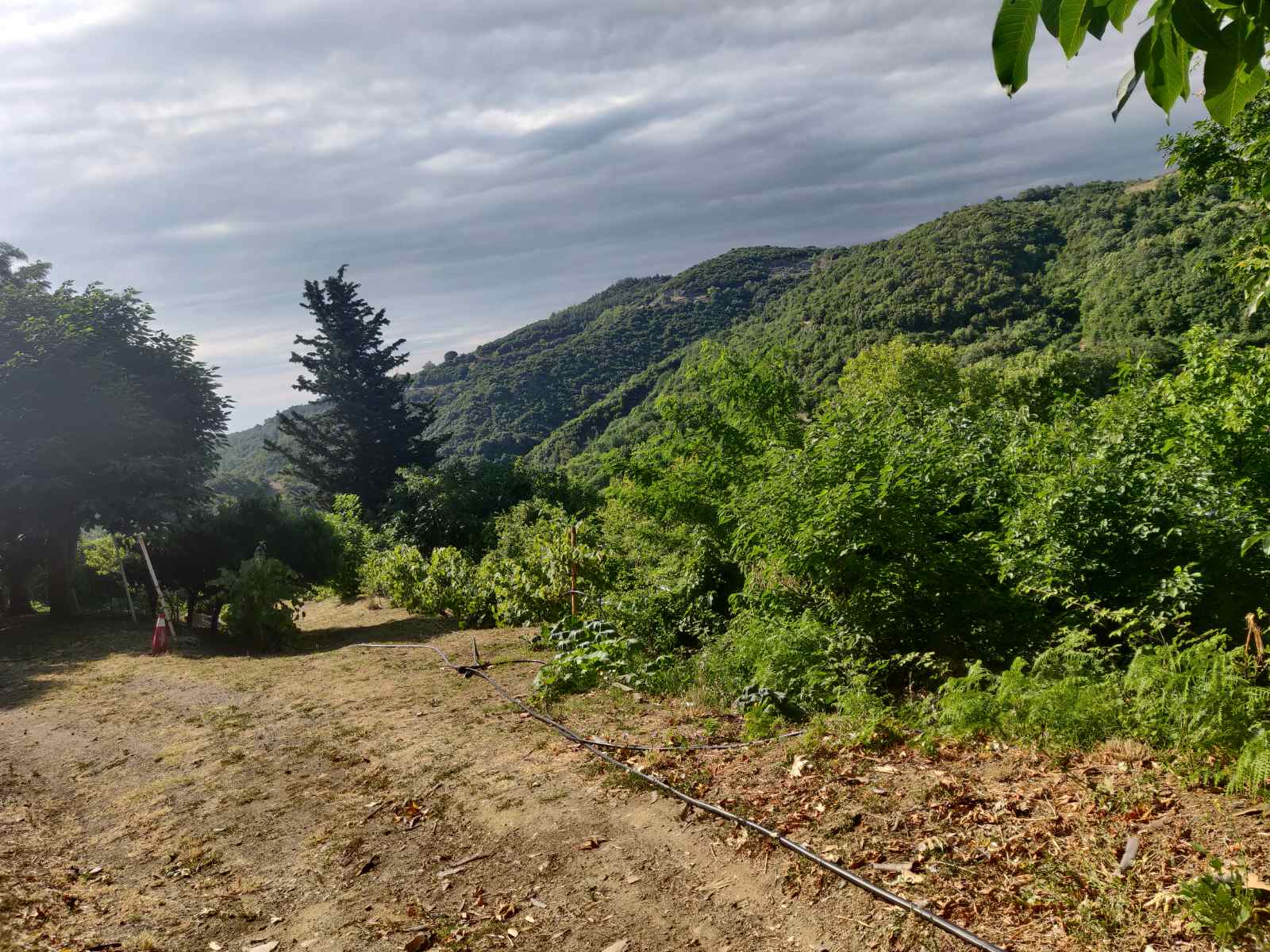 Πεζοπορία στη διαδρομή Μελίβοια – Σωτηρίτσα – Βελίκα πραγματοποίησε η Ο.Λ.Κ. — φωτογραφία 3