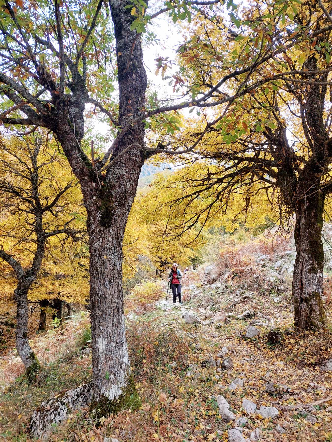 Πεζοπορία στην Κόρη (Τρύπιο Λιθάρι) πραγματοποίησε η Ο.Λ.Κ. — φωτογραφία 3