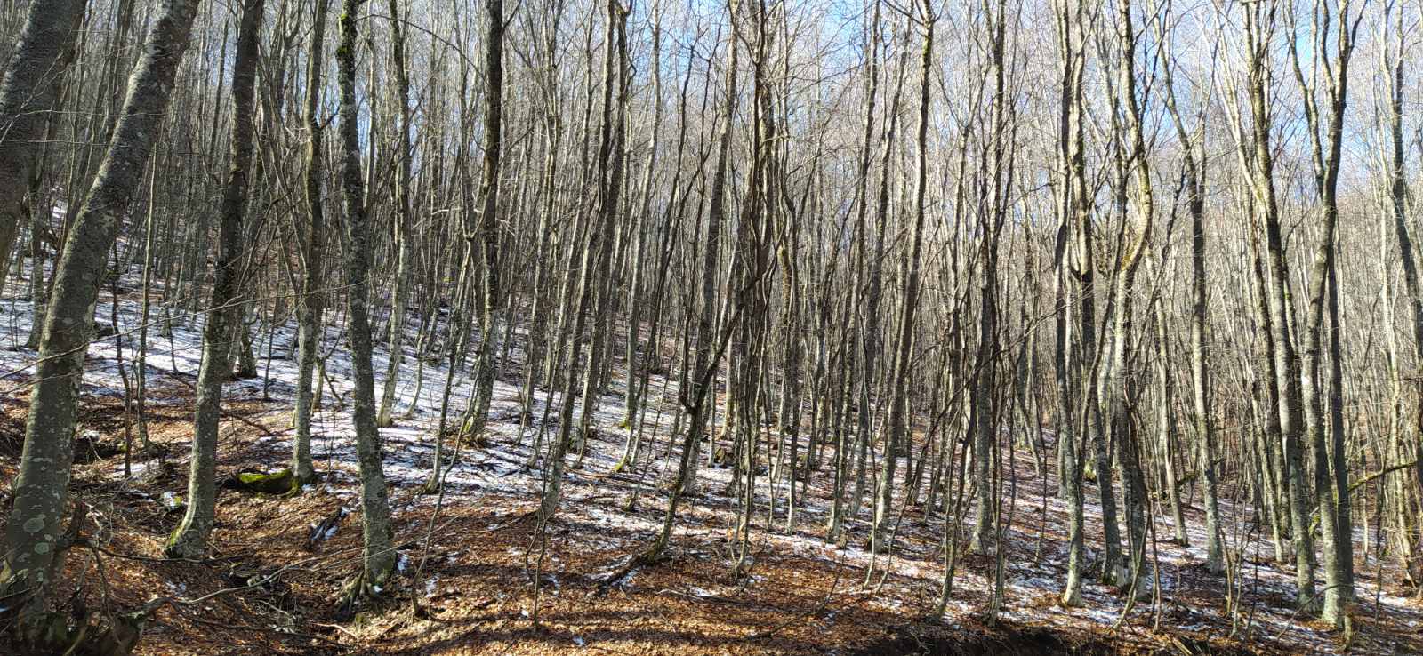 Πραγματοποιήθηκε η πεζοπορία της Ο.Λ.Κ. στην περιοχή του Λογγά — φωτογραφία 4